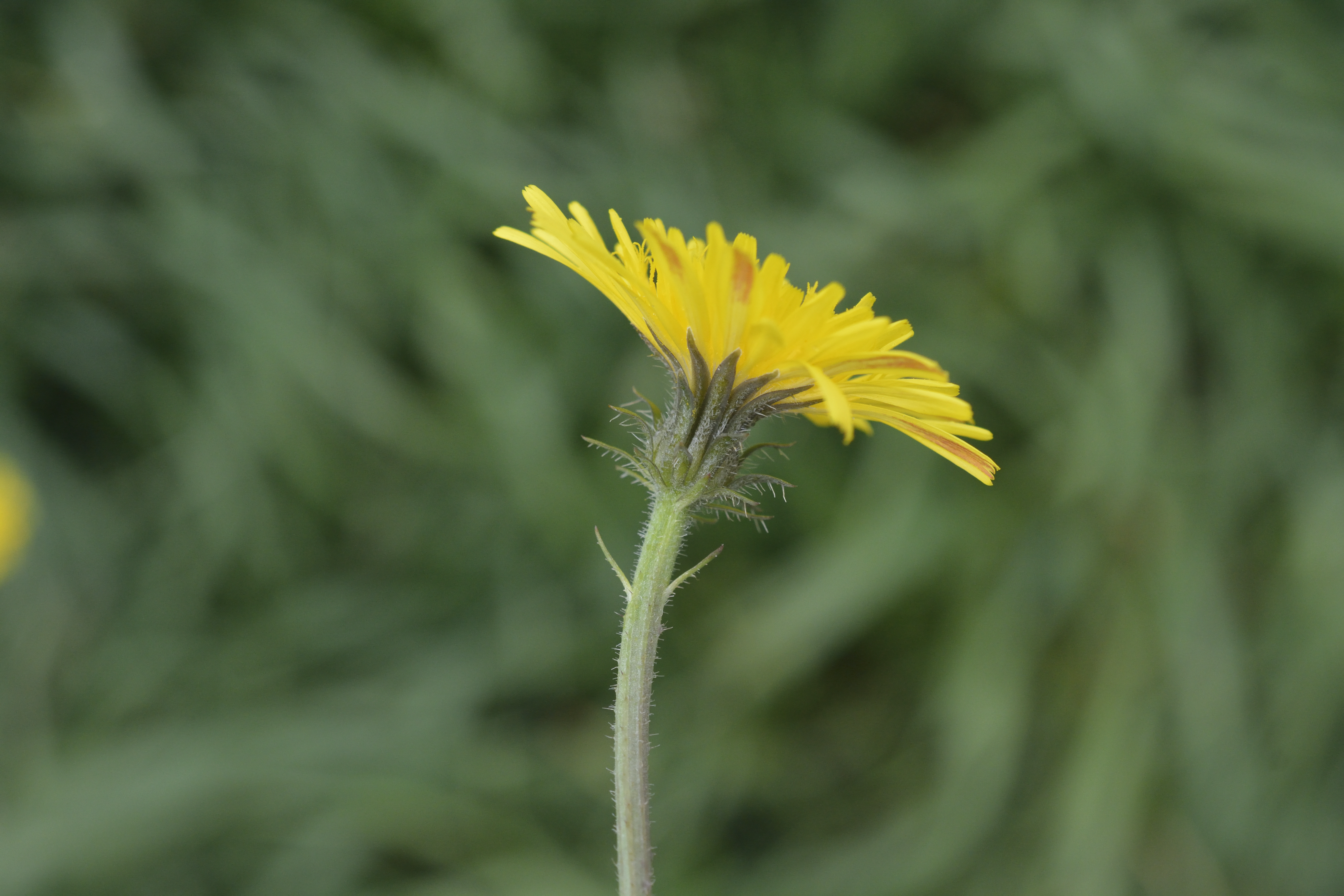 Picris hierachioides